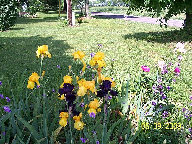 Irises multi 5