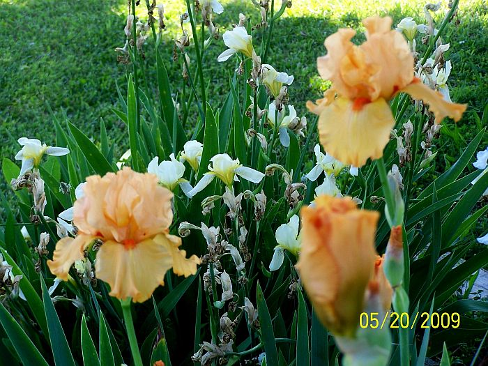 Irises orange 1
