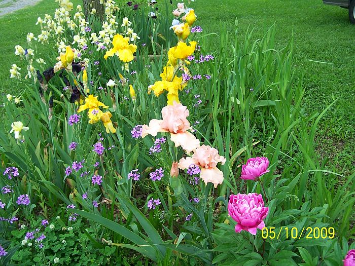 Irises& peony 1