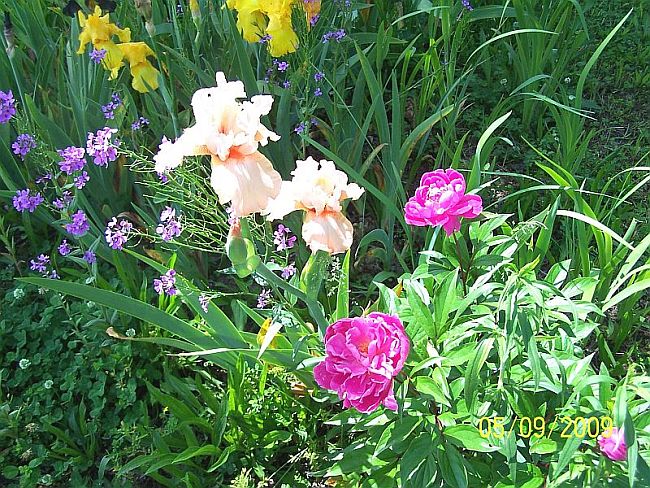 Irises peony 1