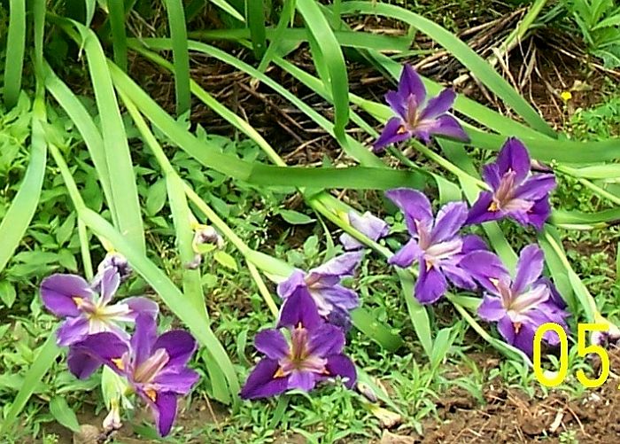 Irises ppl 1