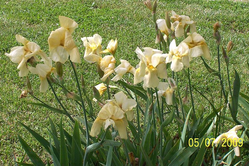 Irises yll 2