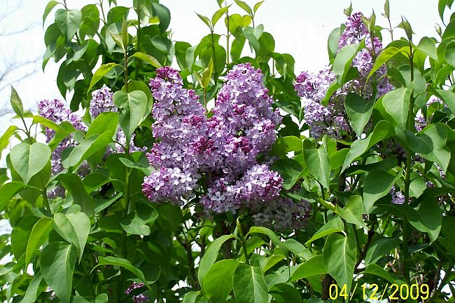 Lilac Blossoms 1