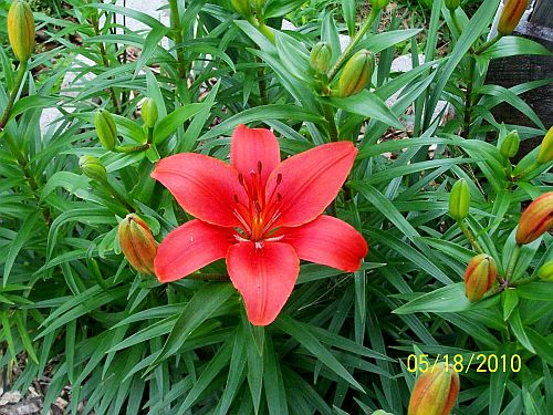 Lily red border 1