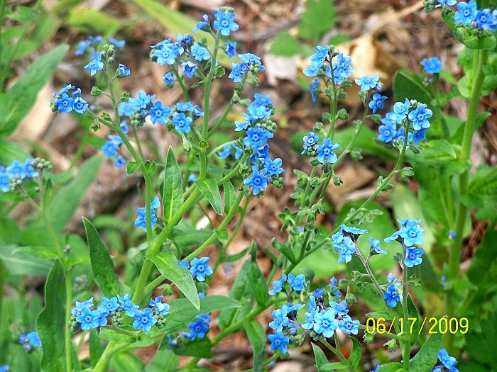 Little blue flowers 1