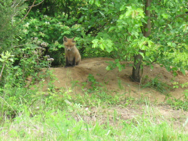 Mama Fox Stand Guard at the Den While the Babies Nap
