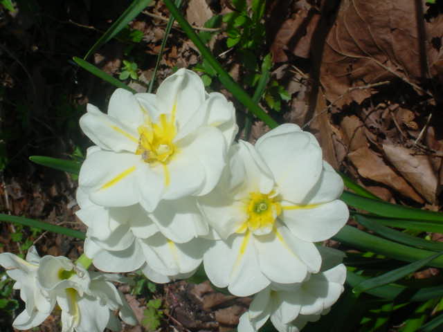 MOMS FLOWERS 005