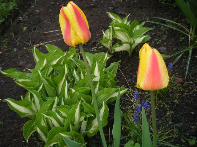 more tulips & hosta