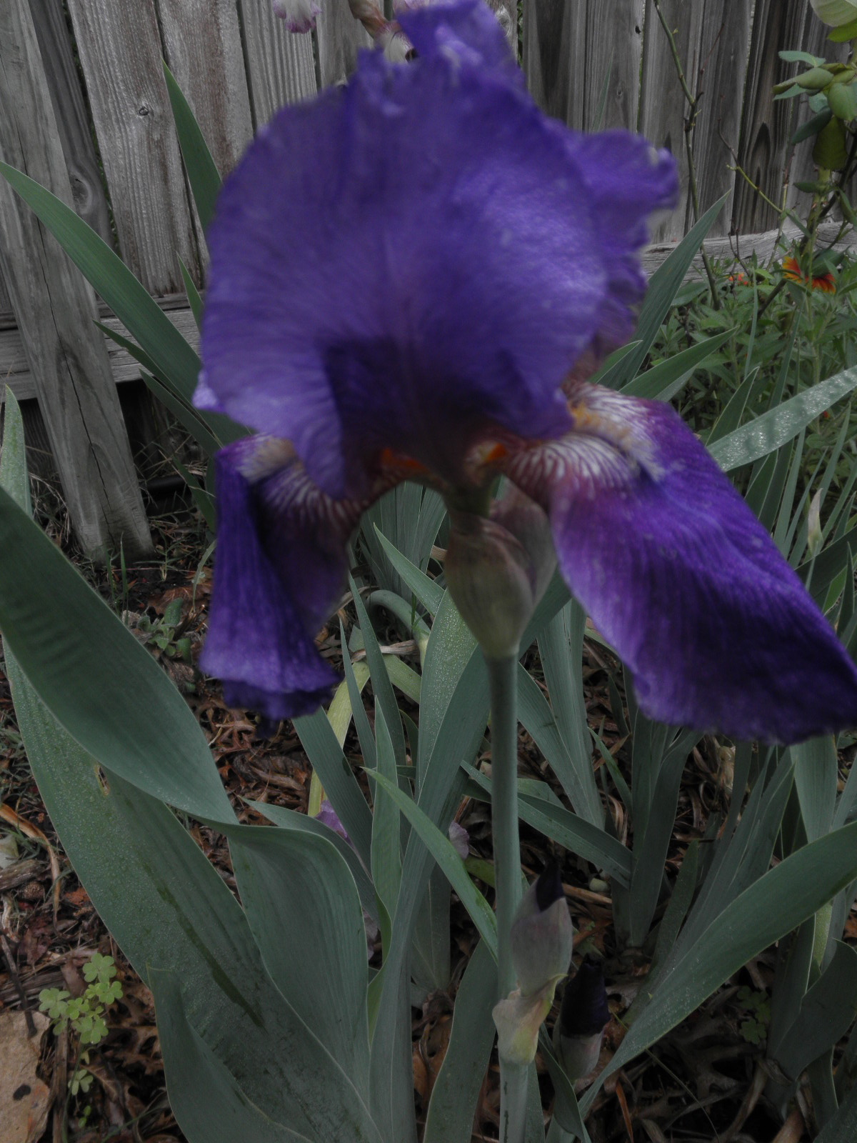 my purple iris