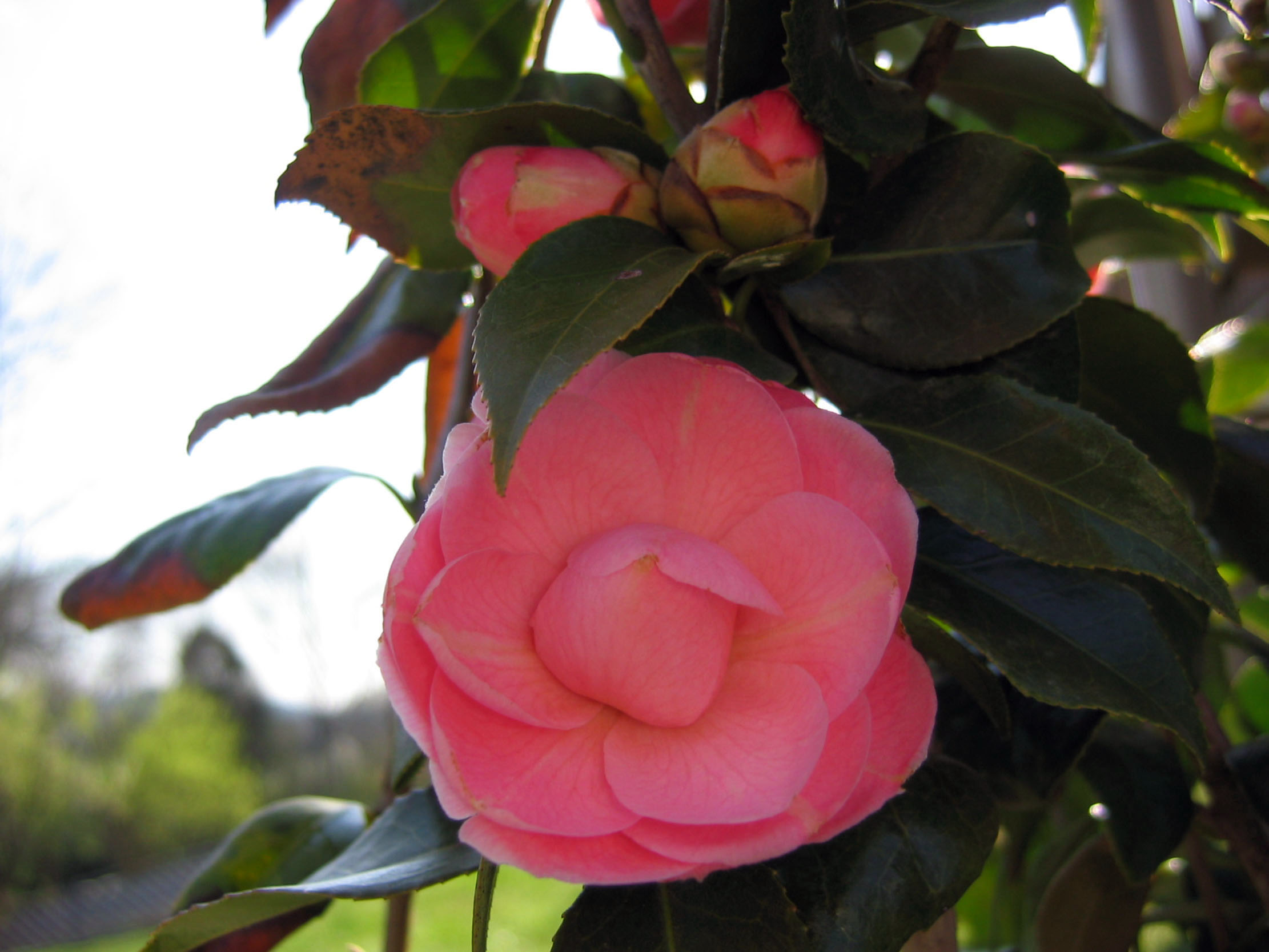 My very first Camelia