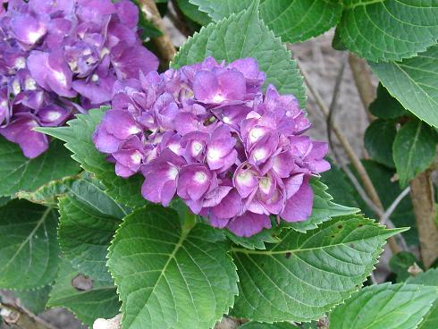 purple hydrangia