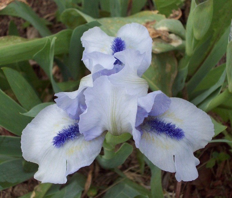 Purple Reblooming Dwarf Iris