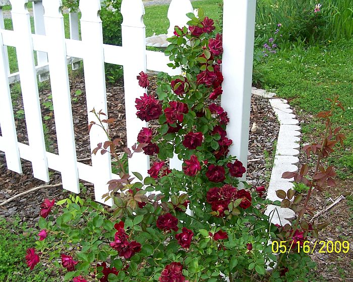 Rose on fence 2