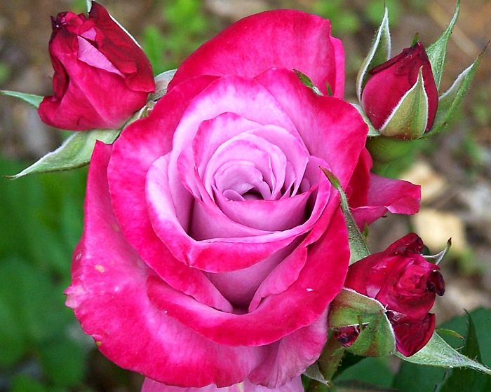 Rose red 3