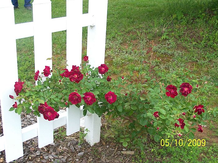 Roses on fence
