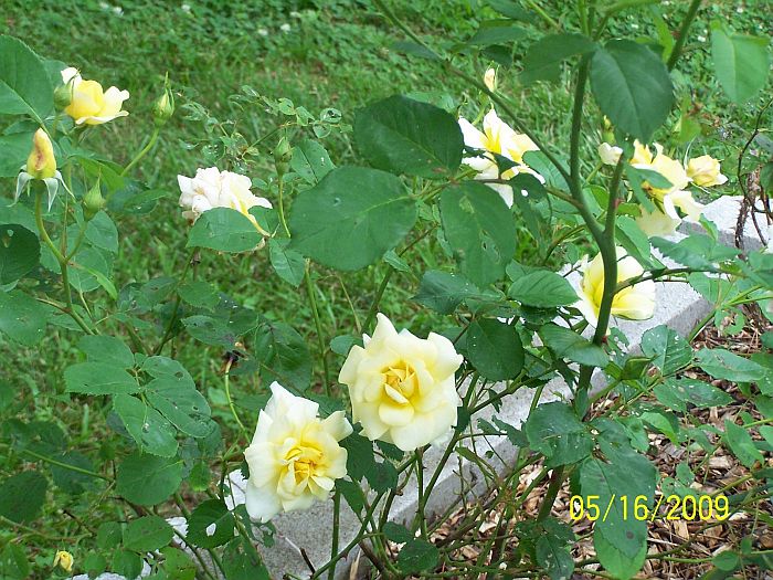 Roses yll bush 1