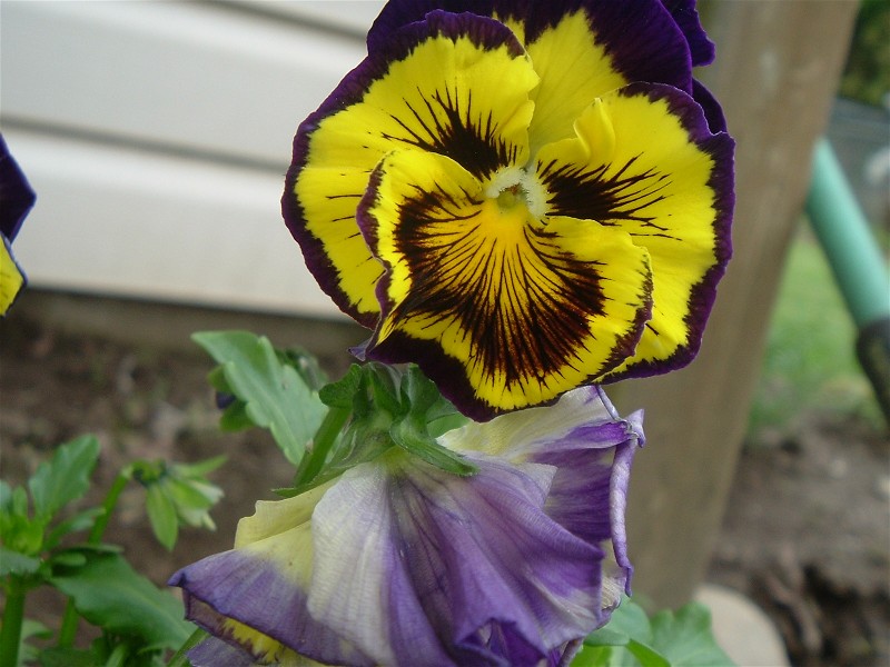 Test Post--Pansy