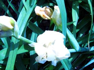 tn_My iris in bloom