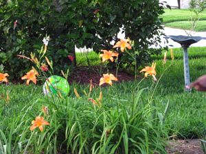 tn_Orange Daylilies