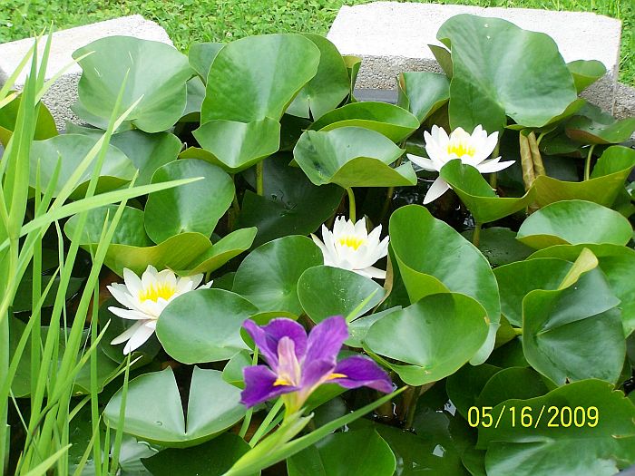 Water lily and Iris 1