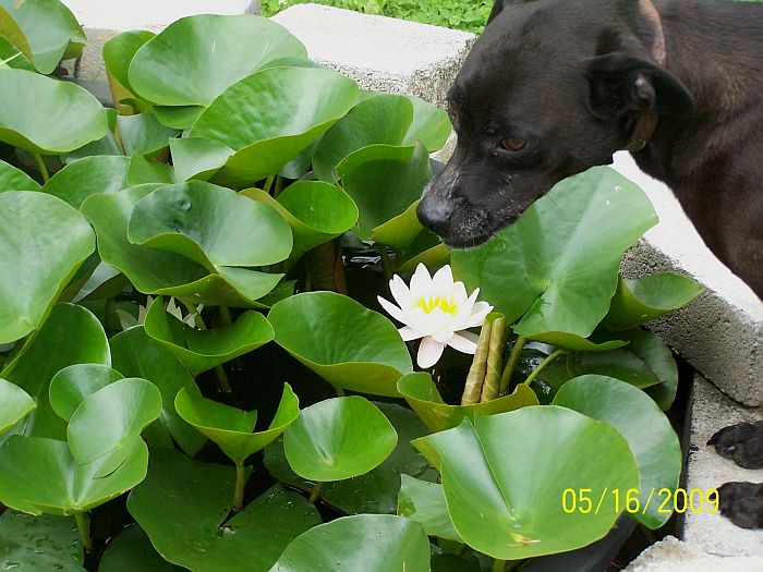 Water lily and Pogo 1
