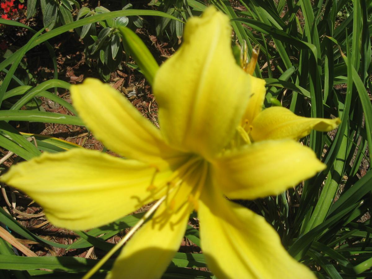 Yellow Spider Daylily from Mom