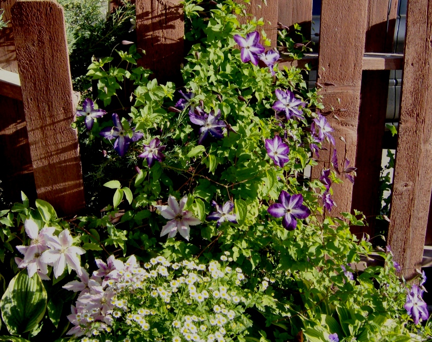 2010 Clematis