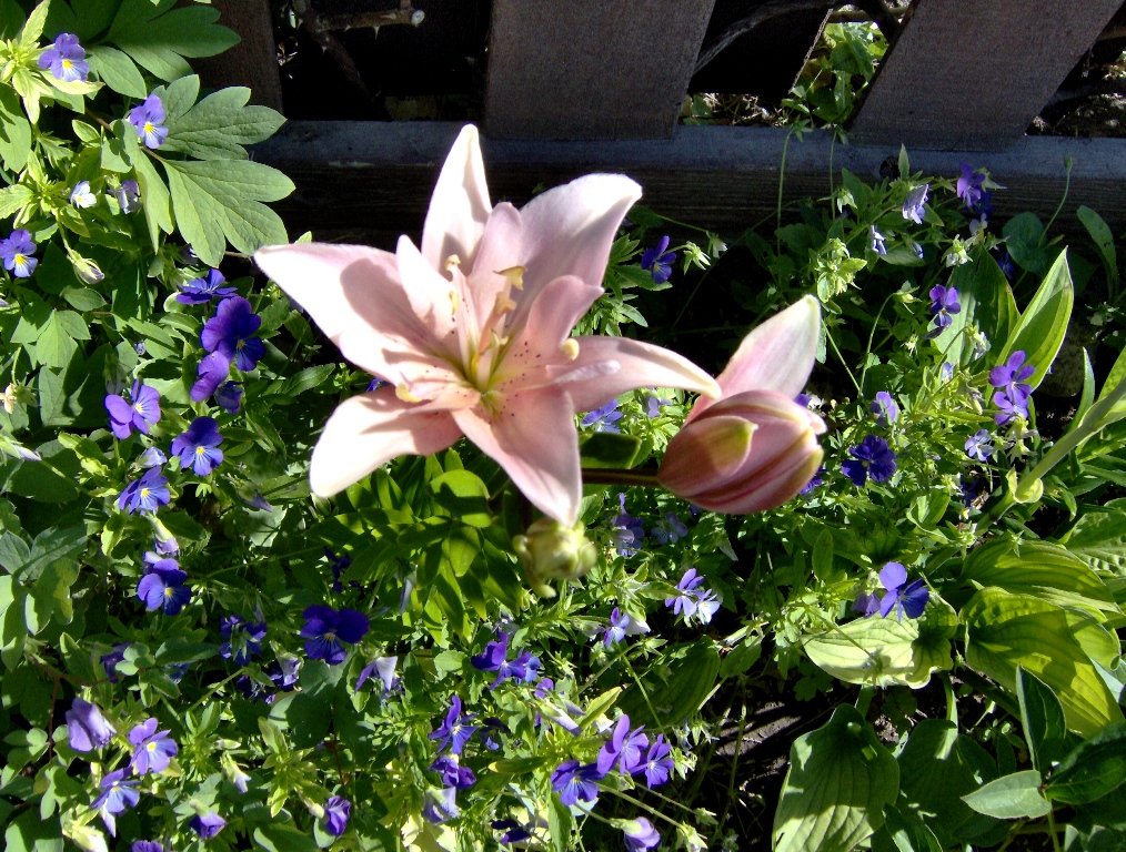 2010 Elodie Double Lily