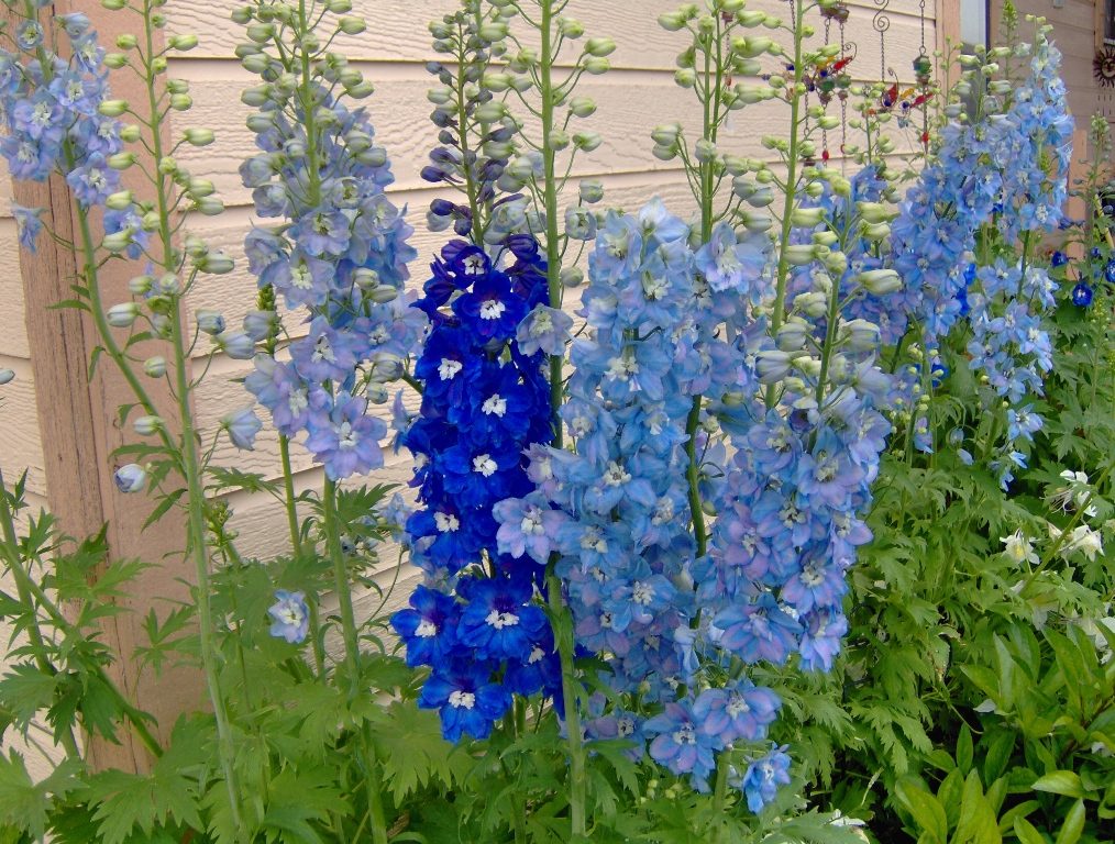 2010 June Candle type delphinium