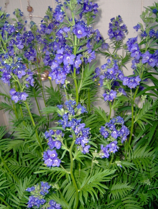 2010 June Jacob's Ladder