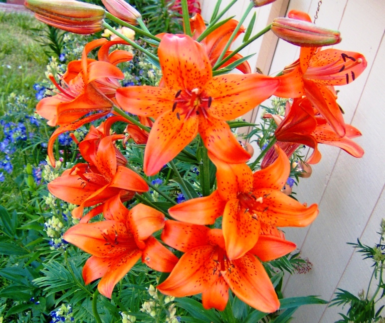2010 Lillies