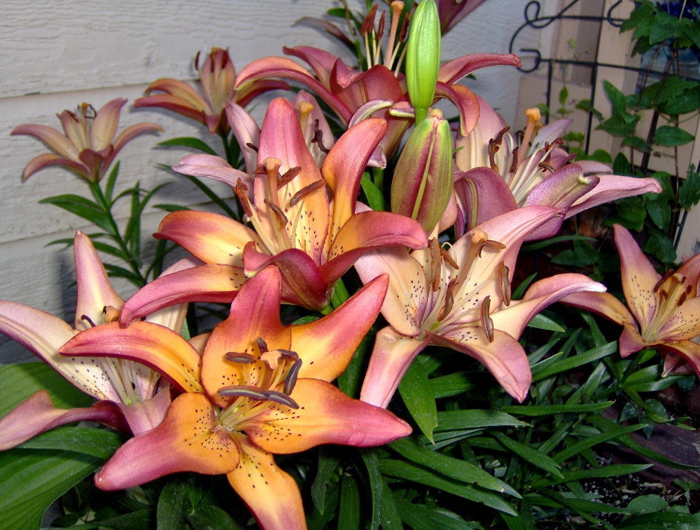 2010 Lillies