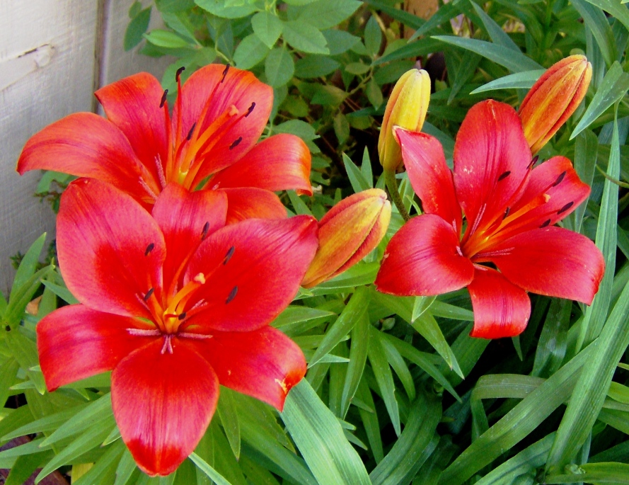 2010 Lillies