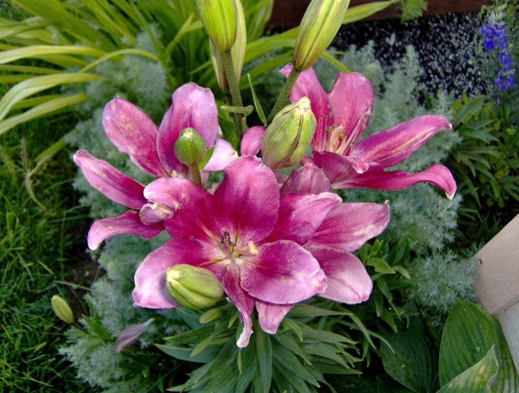 2010 Lillies