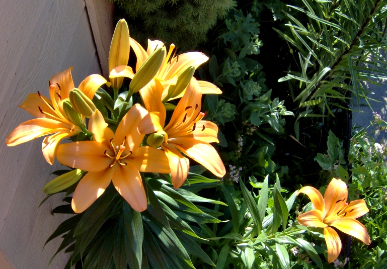 2010 Lillies