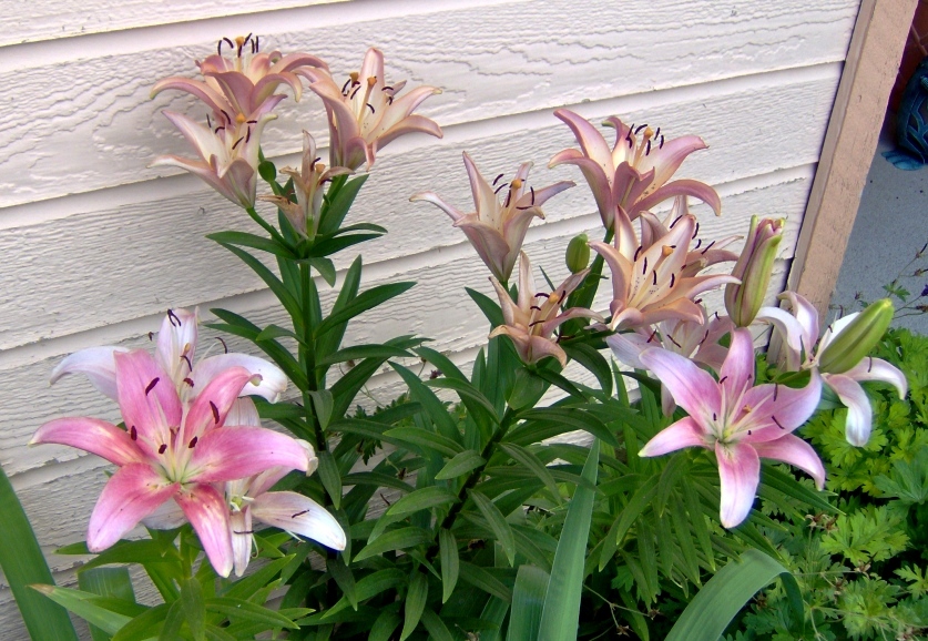2010 Lillies