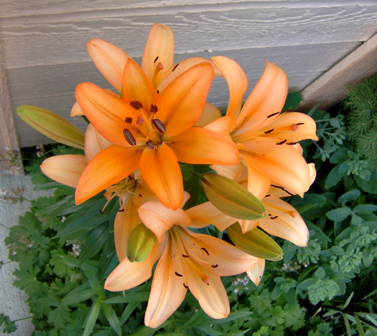 2010 Lillies