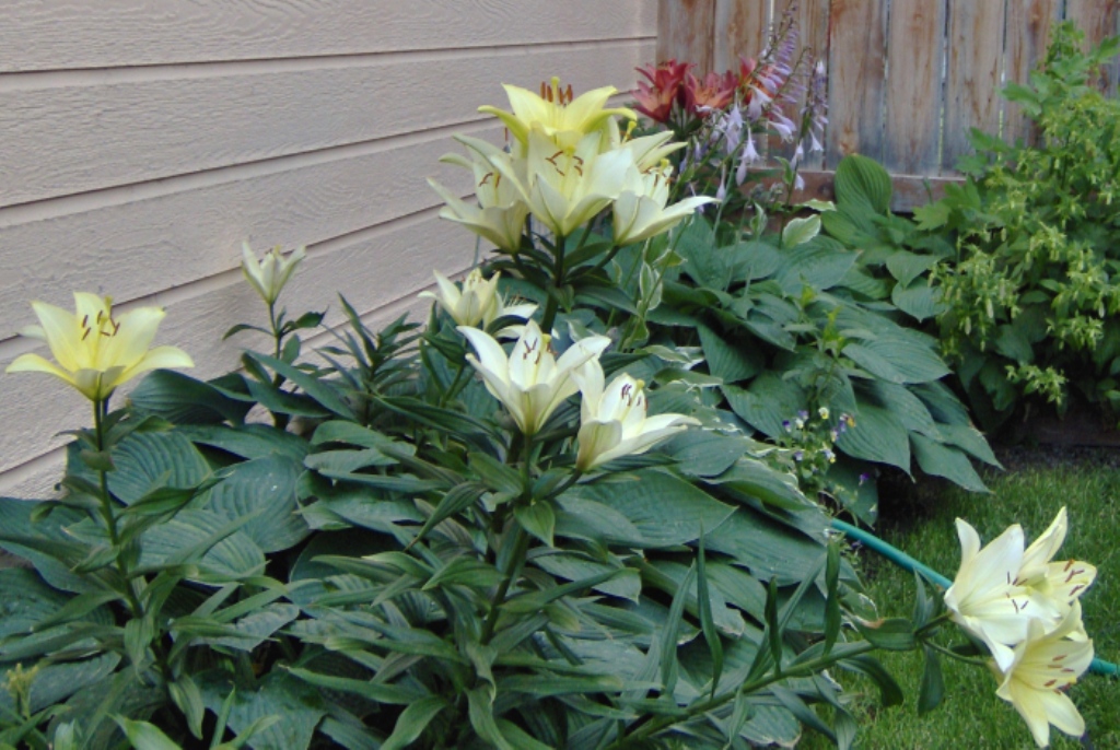 2010 Lillies