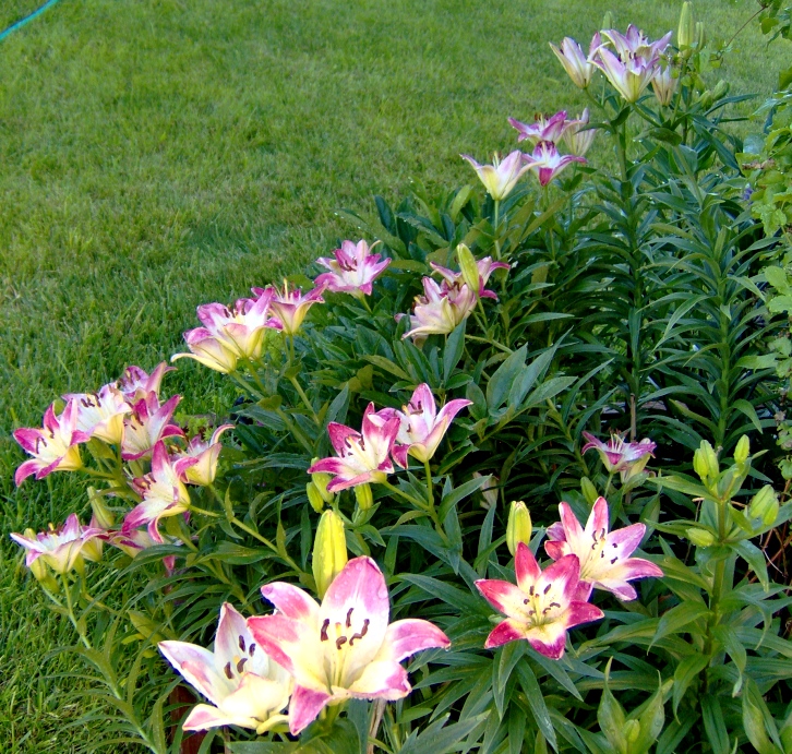 2010 Lollipop Lillies