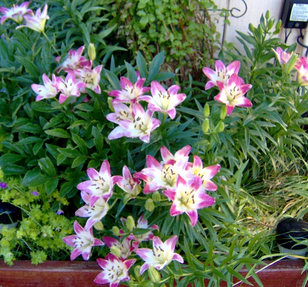 2010 Lollipop lillies