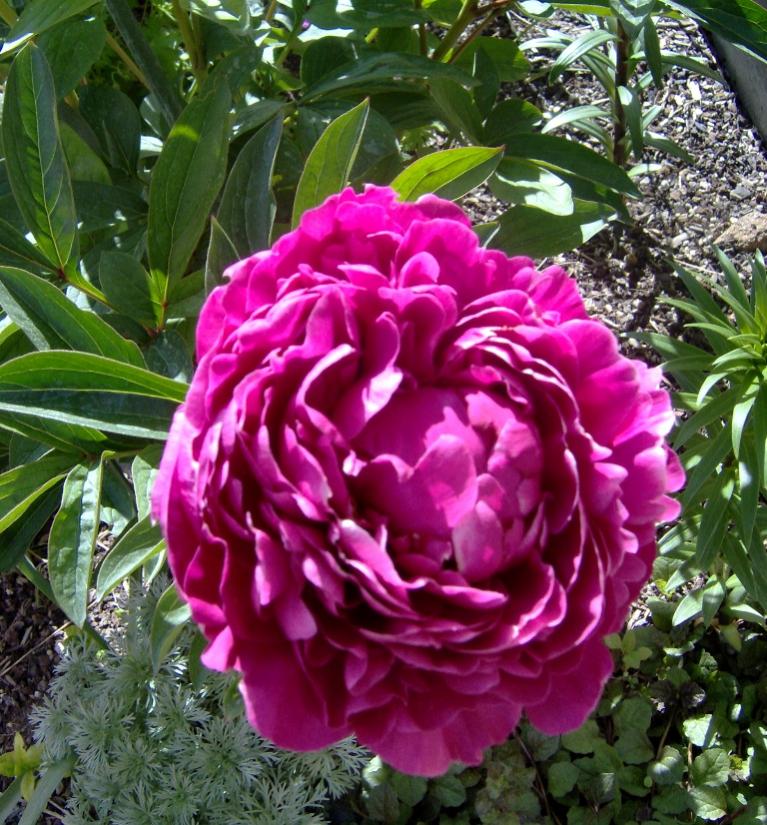 5-29-09 029