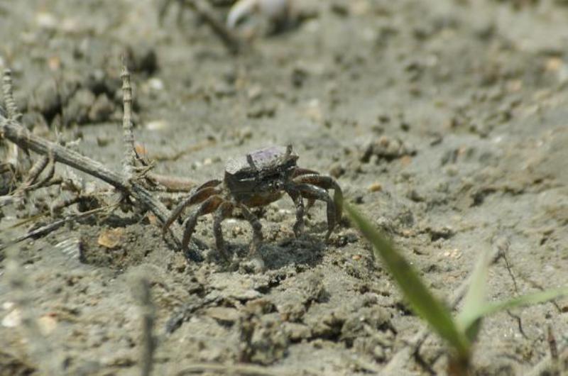 A Fiddler Crabs Life