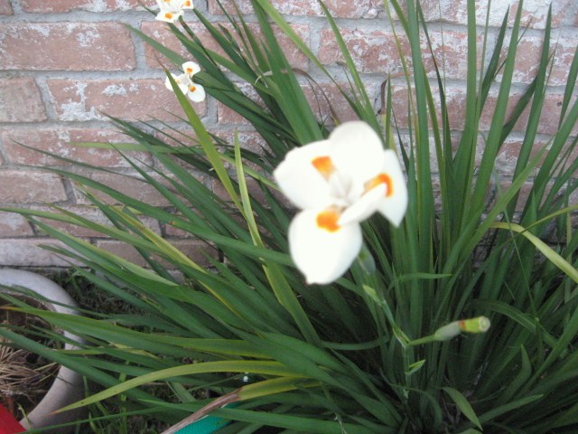 African Iris