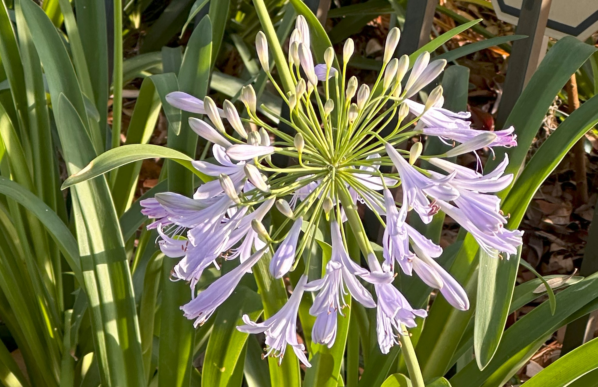Agapanthus the love flower.jpg