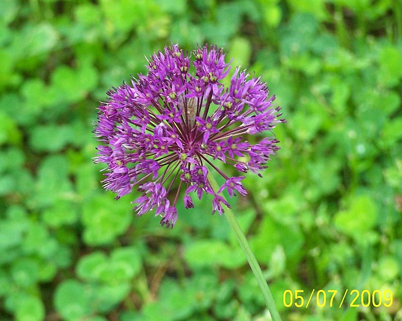 Alliumn 1