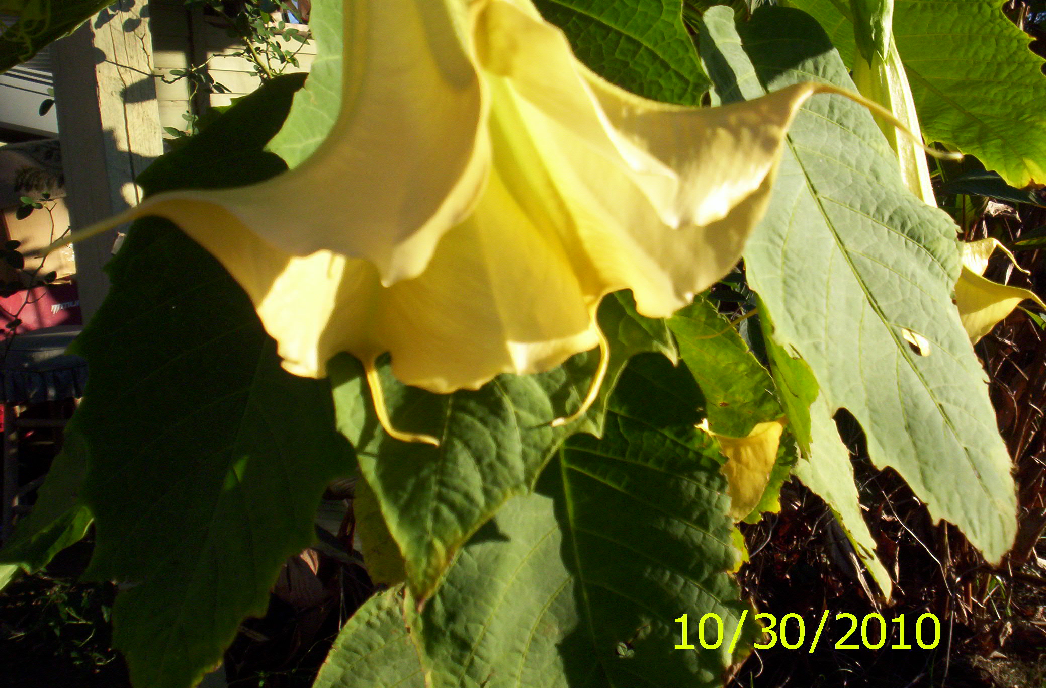 Angel Trumpet -----2010