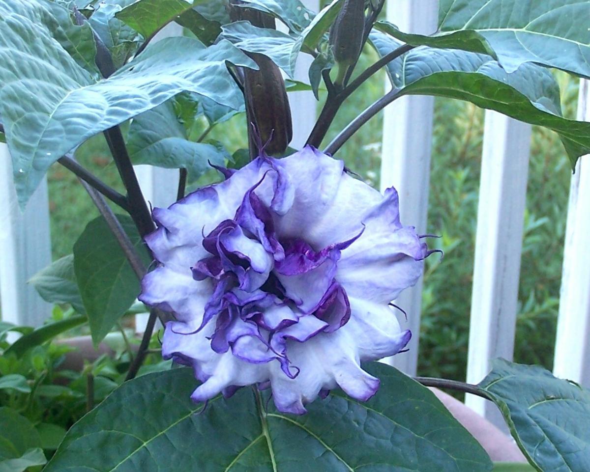 Angel Trumpet 4