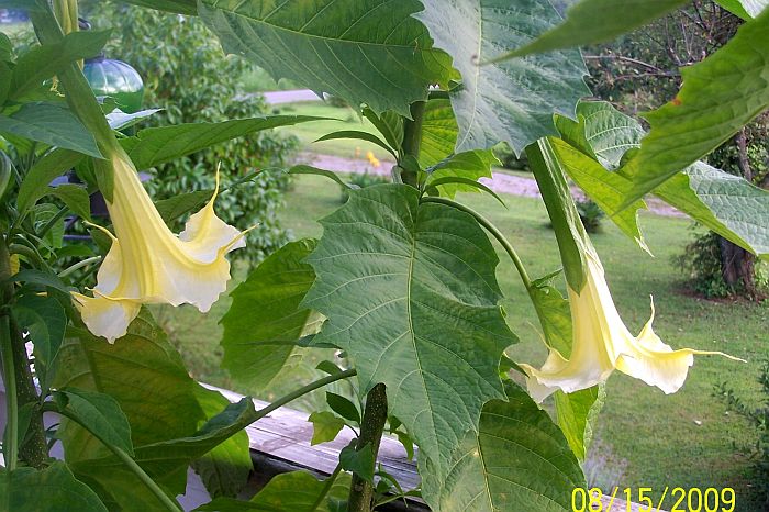 Angel Trumpet yll 3