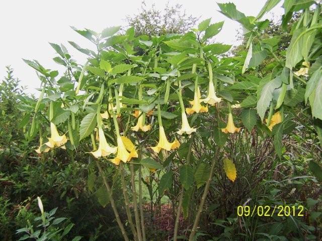 AngelTrumpets003
