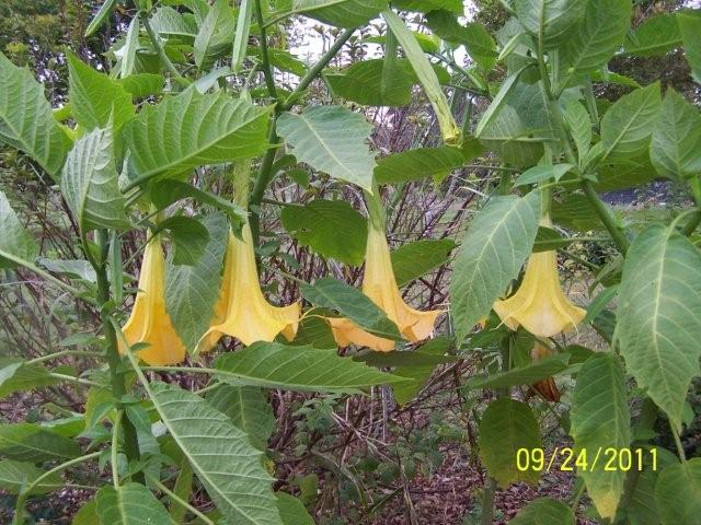 AngelTrumpetsyll011
